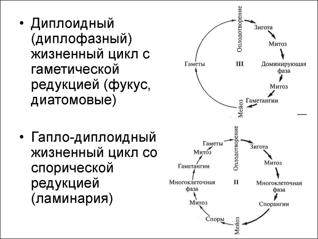 Смена гаплоидного и диплоидного поколений