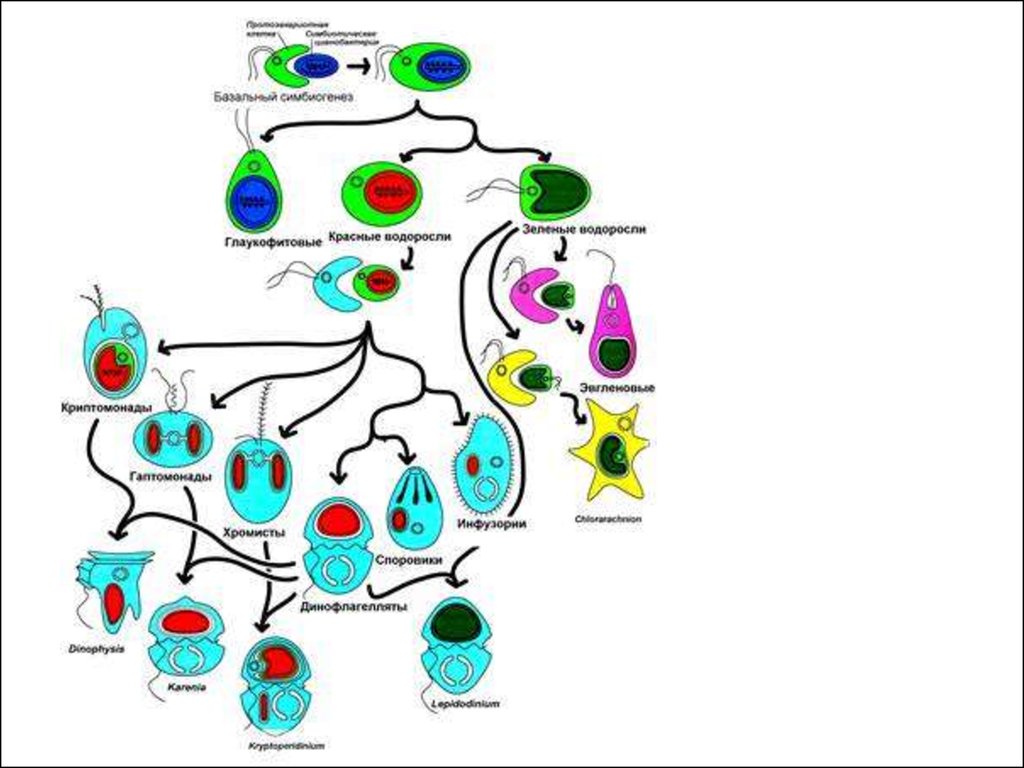 Последовательность эволюции водорослей. Схема эволюционного развития водорослей. Эволюция водорослей схема. Эндосимбиоз водорослей. Схема симбиогенеза.