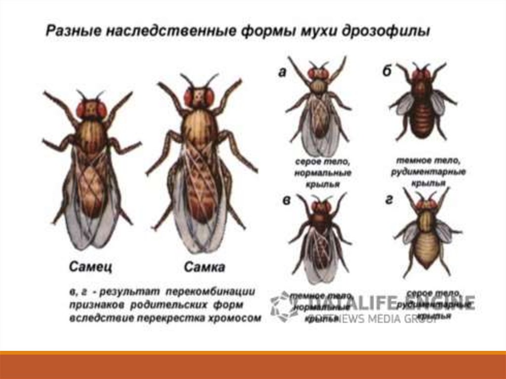 Опыты моргана. Мушка дрозофила генетика. Разные наследственные формы мухи дрозофилы. Сцепленное наследование опыты Моргана. Дрозофилы особенности.