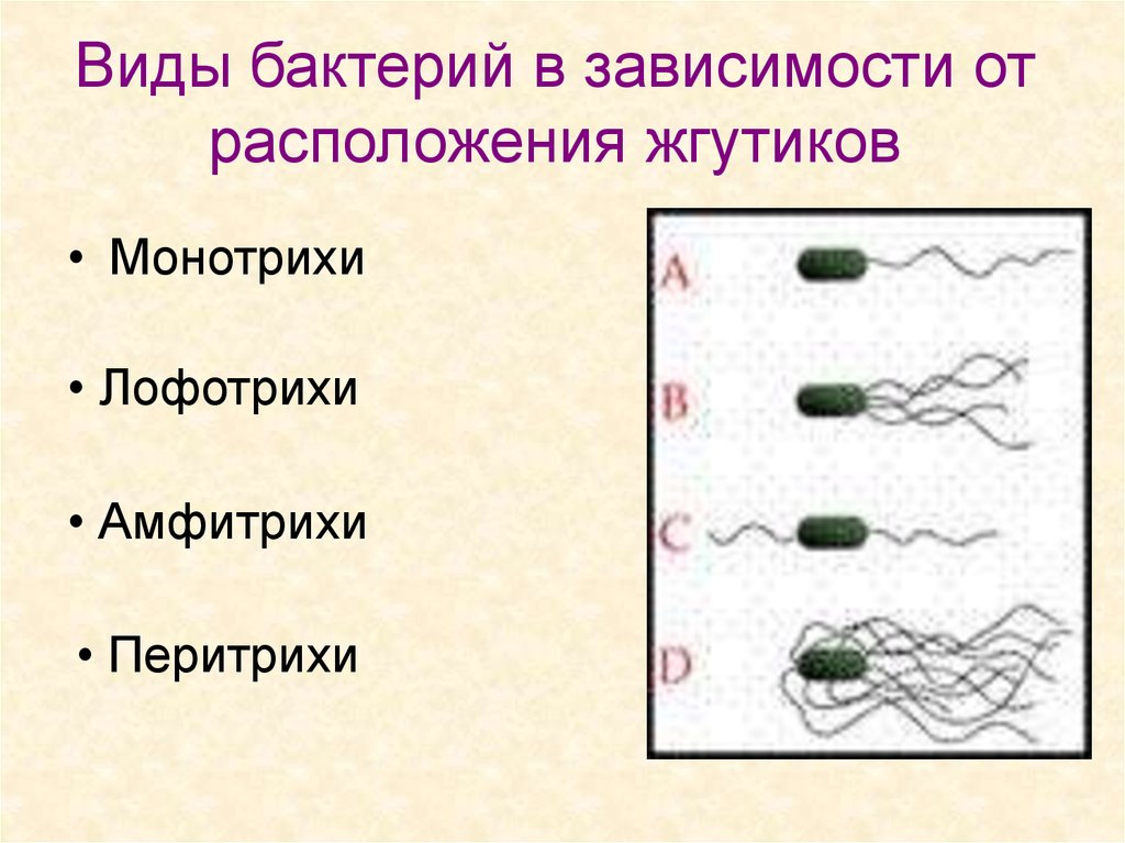 Лофотрихи бактерии