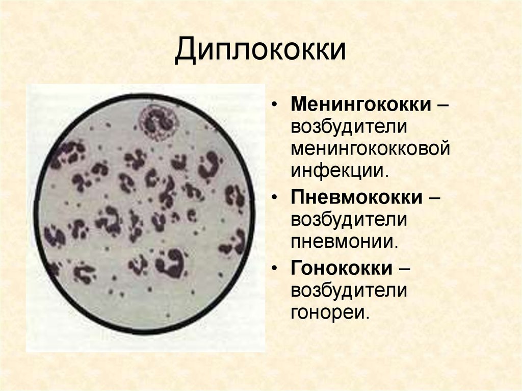 Менингококки микробиология. Диплококки менингококки пневмококки гонококки. Диплококки менингококки. Пневмококк гонококк менингококк.