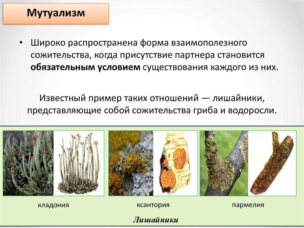 Мутуализм растения. Биотические взаимоотношения мутуализм. Мутуализм характер взаимодействия. Мутуализм примеры. Взаимоотношения организмов мутуализм.