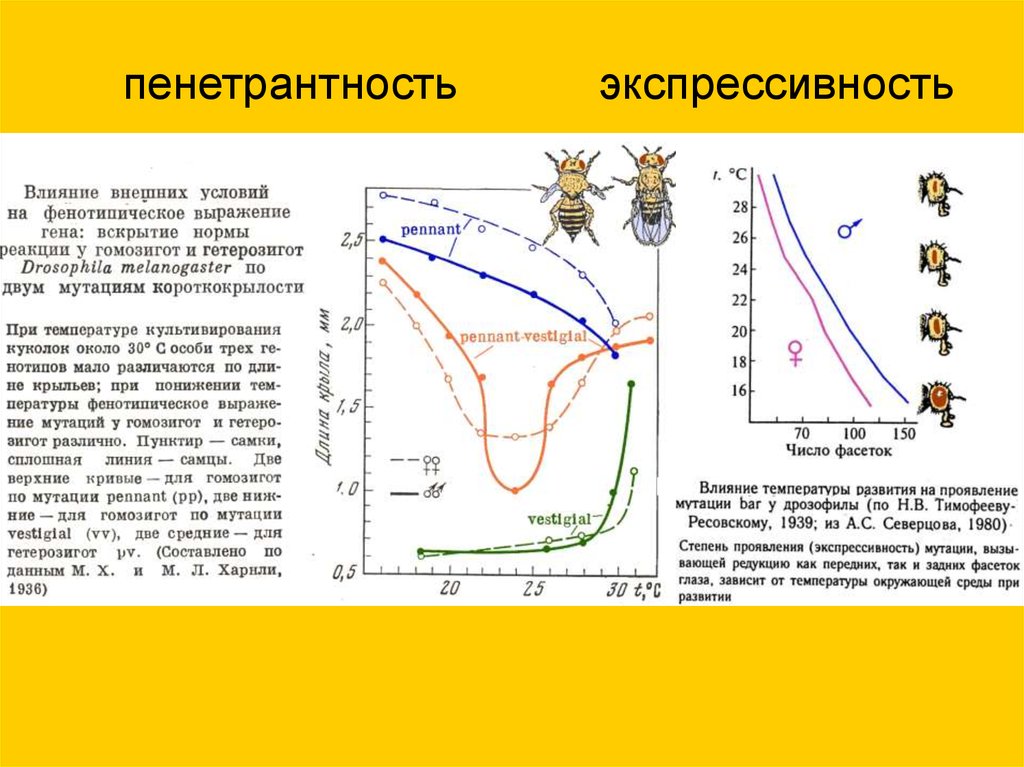 Экспрессивность. Пенетрантность и экспрессивность. Экспрессивность и пенетрантность Гена. Пенетрантность примеры. Пенетрантность и экспрессивность примеры.