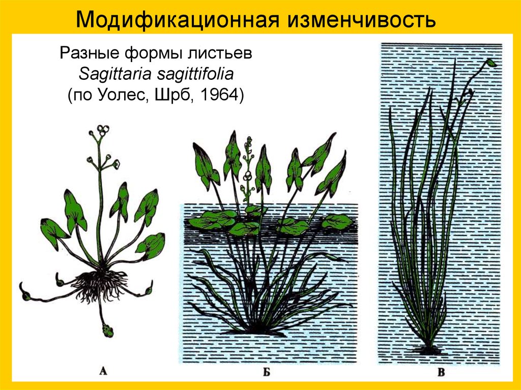 Рисунок стрелолиста разная форма листьев. Стрелолист модификационная изменчивость. Стрелолист листья изменчивость. Растение стрелолист модификационная изменчивость. Модификационная изменчивость листьев СТРЕЛОЛИСТА.