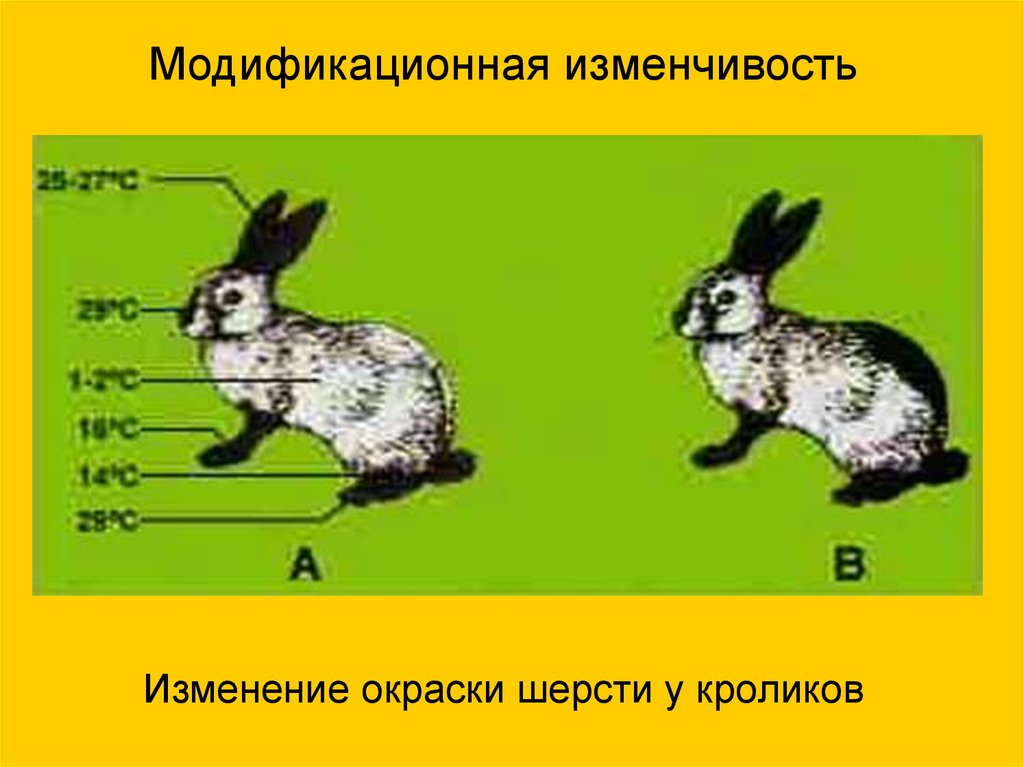 Гималайский кролик окраска шерсти