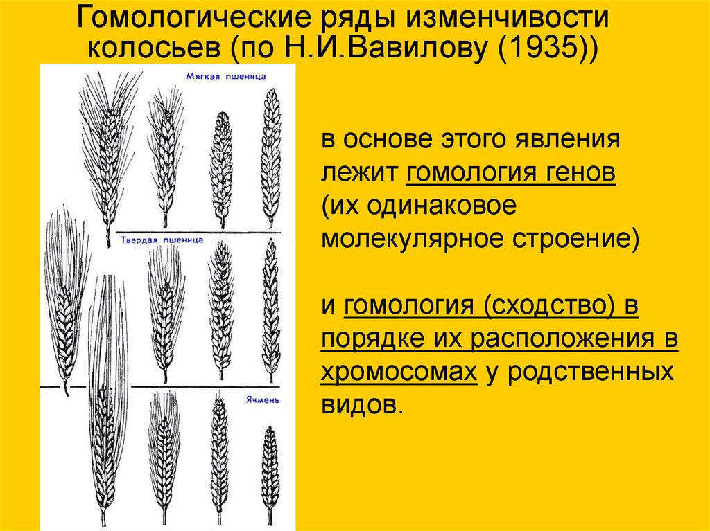 Ряд изменчивости. Гомологических рядов н. н. Вавилова. Закон гомологических рядов наследственной изменчивости схема. Гомологические ряды наследственной изменчивости н.и Вавилова. Гомологический ряд наследственной изменчивости Вавилова.