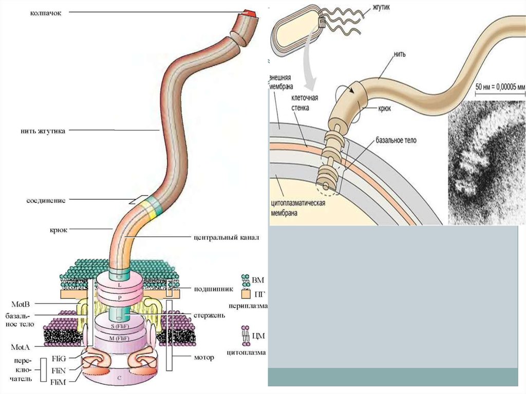 Жгутиковая бактерия фото