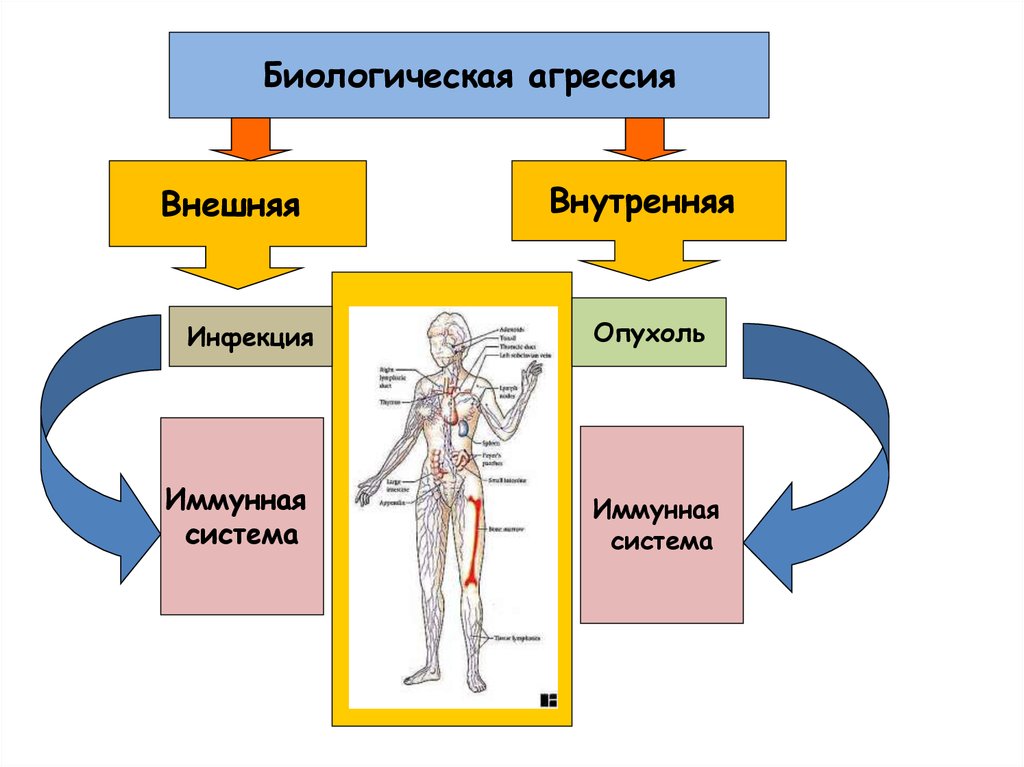 Иммунная система человека схема