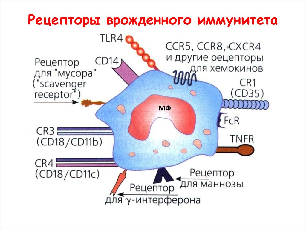 Очищение рецепторов. Рецепторы фагоцитов иммунология. Рецепторы мембраны макрофагов. Рецепторы на мембране фагоцитов. Основные рецепторы макрофагов.