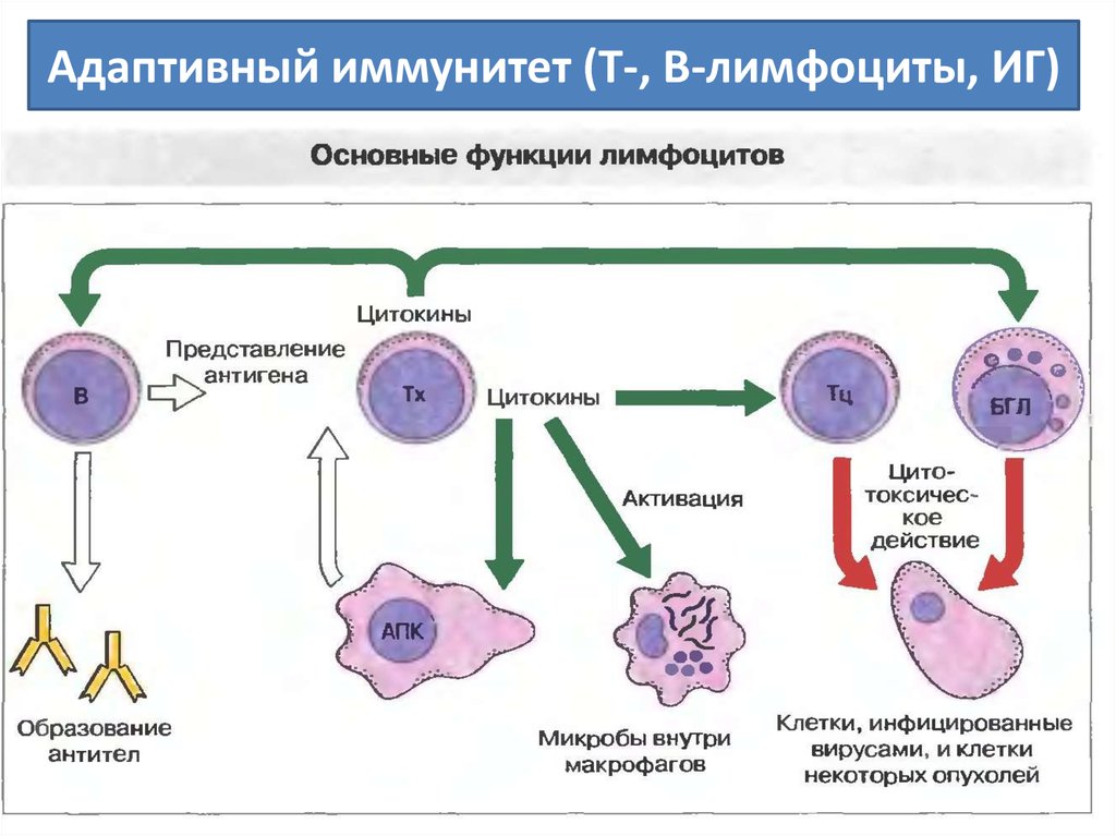 Схема противоопухолевого иммунитета включающая факторы врожденного и адаптивного иммунитета