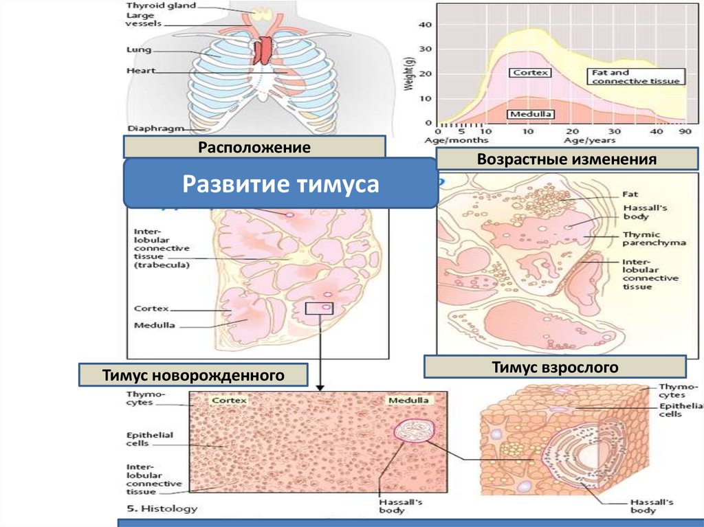 Тимус источник развития общий план строения функция