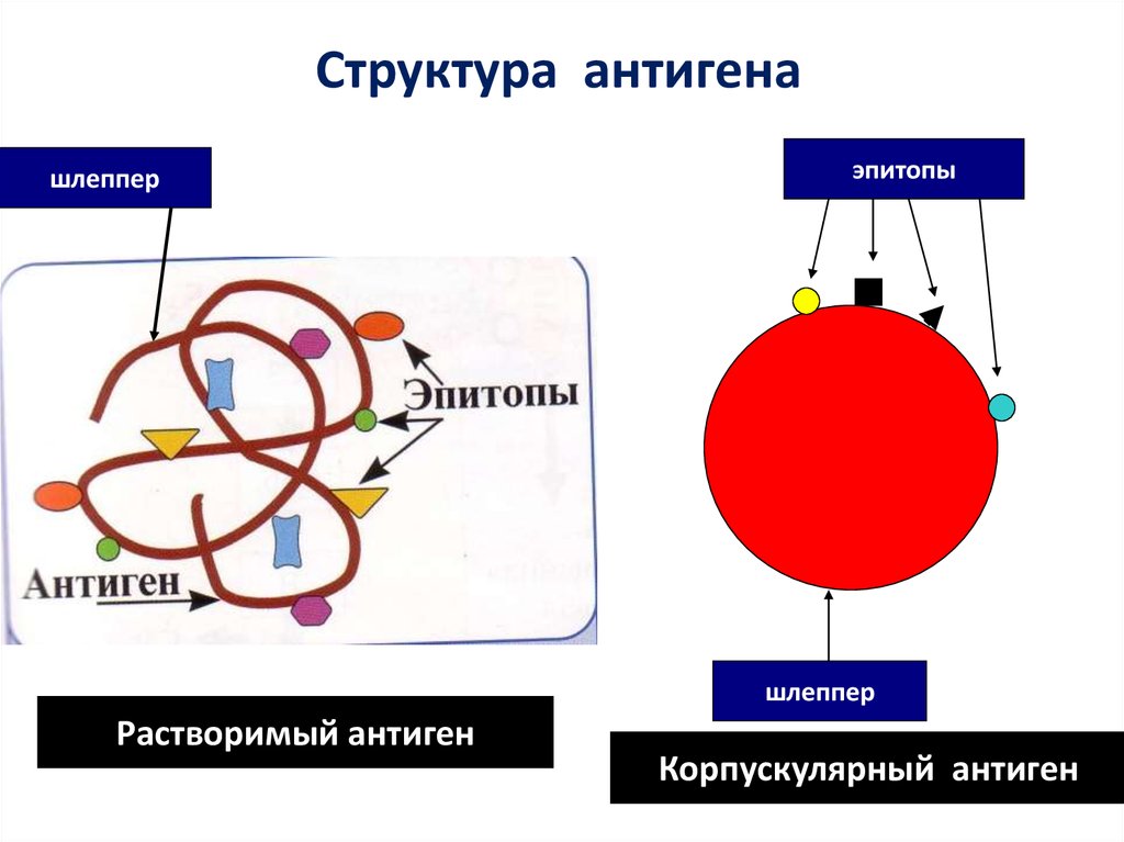 Процессинг антигена презентация антигена