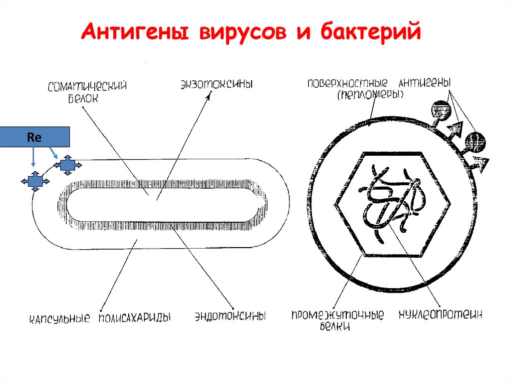 О антиген бактерий это