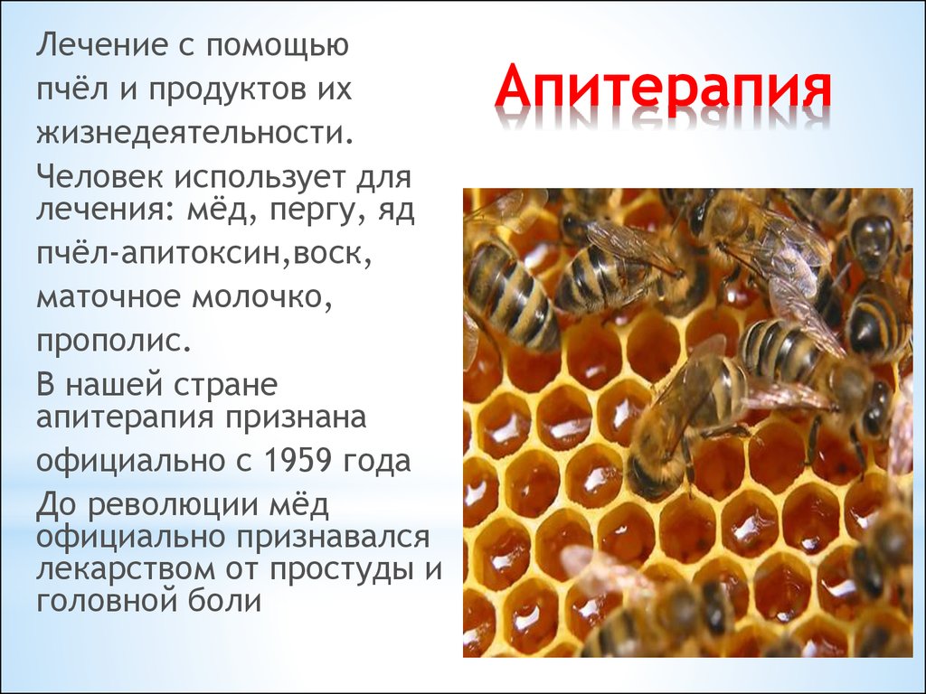 Пчеловодство апитерапия