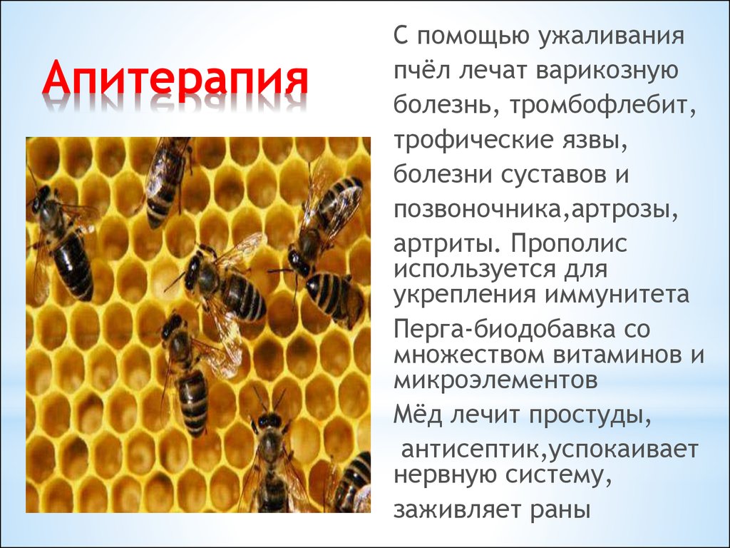 Апитерапия лечение. Пчелиный яд апитерапия. Ядовитые пчелы. Терапия пчелиными укусами. Полезные пчелы.
