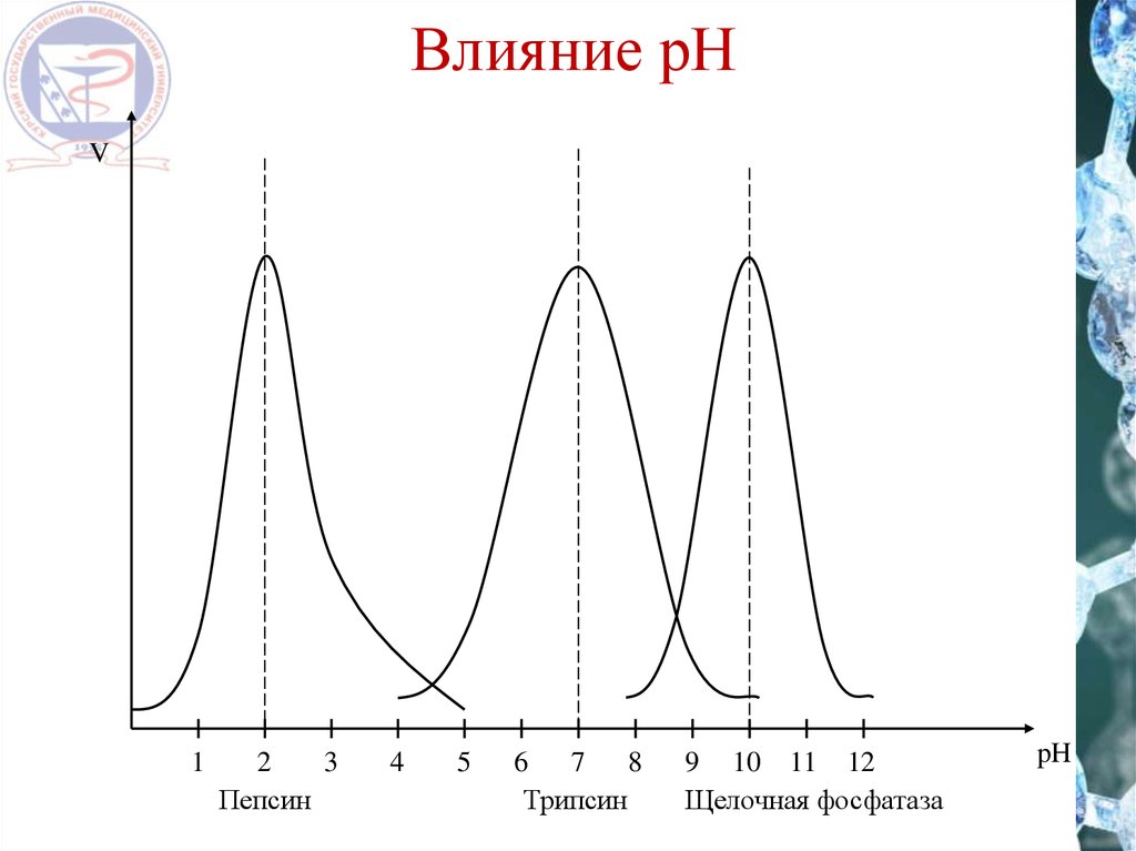 Активность трипсина. Зависимость активности фермента от РН среды. Влияние РН на активность ферментов. Влияние PH на активность ферментов. Зависимость ферментативной активности от PH среды.