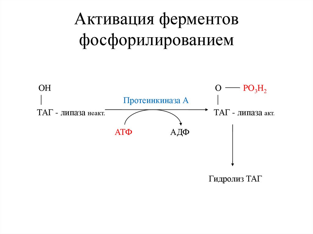 Таг липаза. Механизм фосфорилирования липазы. Протеинкиназа реакция. Фосфорилирование протеинкиназы. Механизм активации таг липазы.