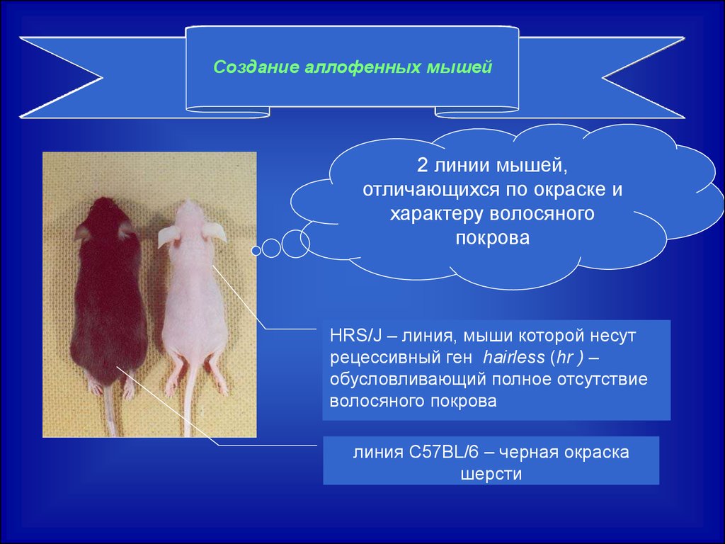 Создание химер. Химерные мыши. Аллофенные мыши. Волосяной Покров мыши формирование. Химерные животные презентация.