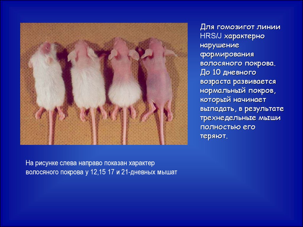 Гомозигота это в генетике. Химерные мыши. Гомозигота. Гомозиготы пример. Волосяной Покров мыши формирование.