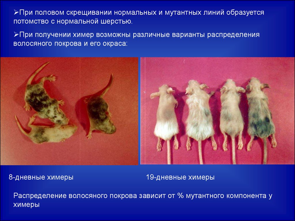 Создание химер. Химеры клеточная инженерия. Химеры в биотехнологии. Химерные организмы.