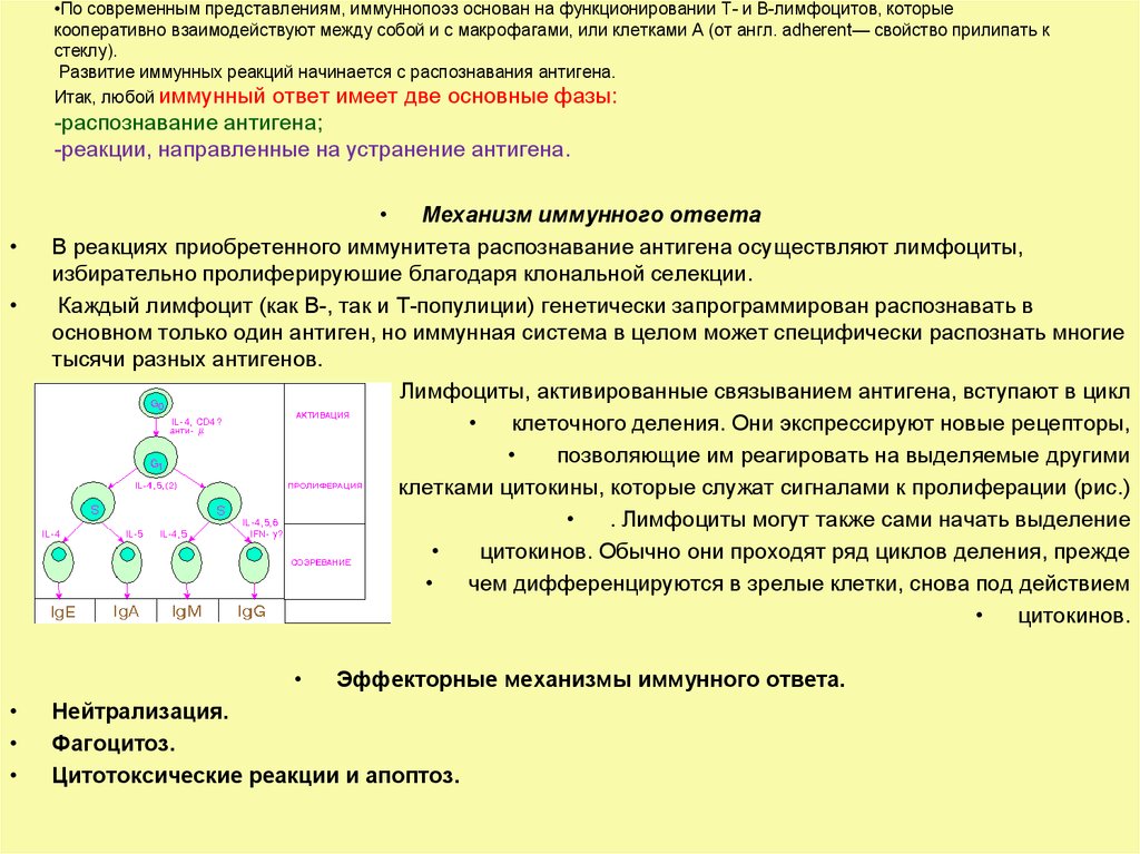 Реакция распознавания. Механизм распознавания антигена. Механизм распознавания антигена клетками приобретенного иммунитета. Механизм антиген представления. Распознавание антигена лимфоцитами.