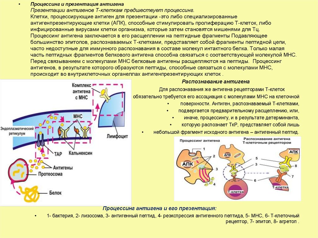 Презентация антигенов это