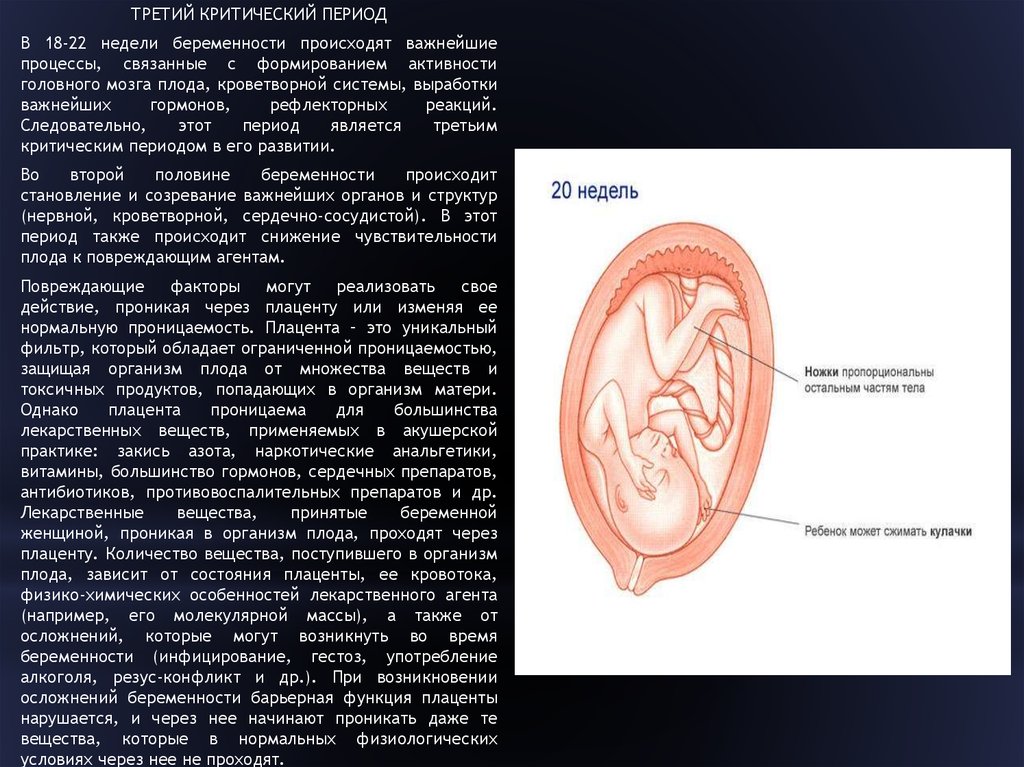 Третий критический период. Критические периоды развития плаценты. Критические периоды развития эмбриона и плода. 22 Неделя беременности критический срок.