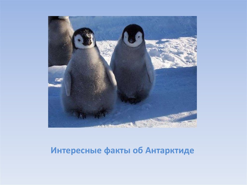 Антарктида интересные. Антарктида интересные факты. Факты о Антарктике. Интересные факты о Антарктике. Интересные факты о антортиге.