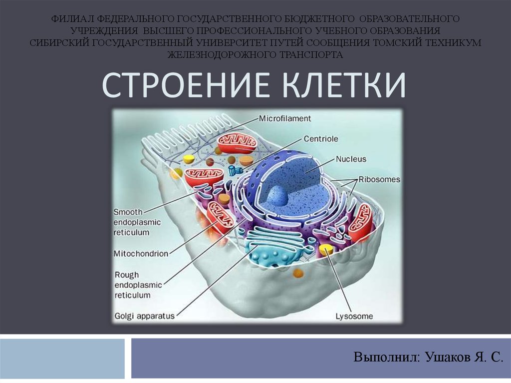 Ответы строение клетки