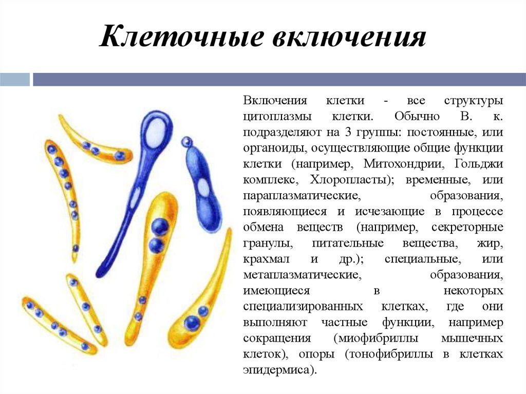 Клеточные включения функции. Клеточные включения строение и функции. Включения клетки строение и функции. Клеточные включения строение состав и функции. Строение клетки клеточные включения.