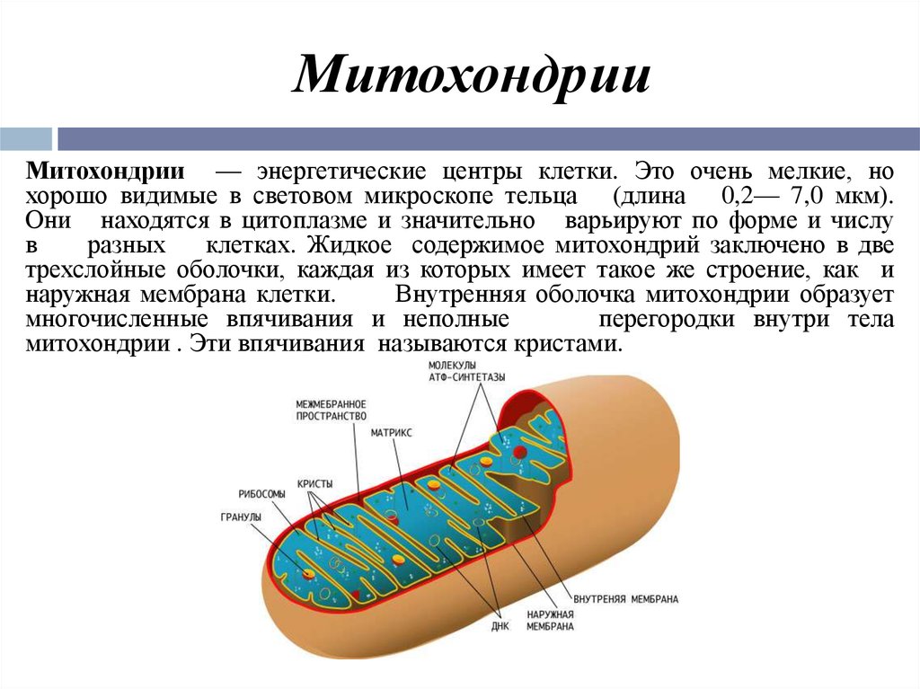 Описание строения митохондрии. Структура клетки митохондрии. Строение митохондрии клетки. Митохондрия функция органоида.