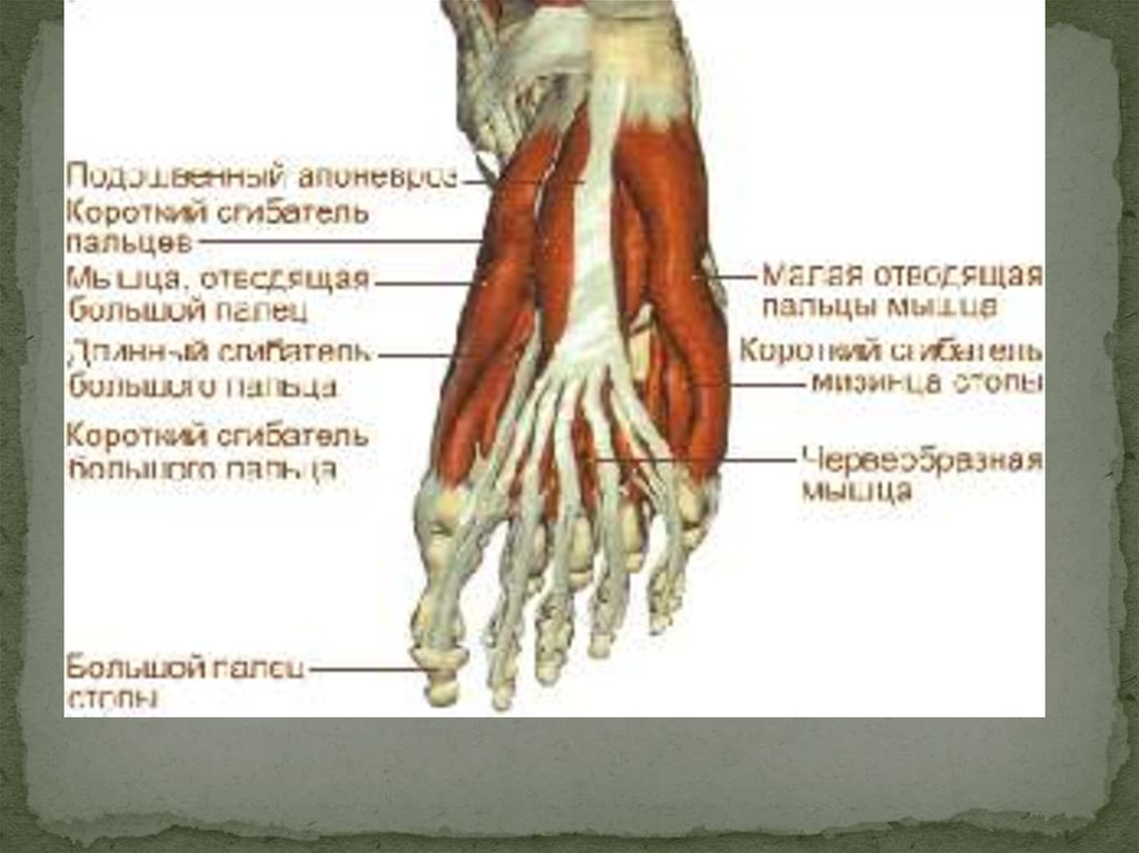 Мышцы стопы анатомия человека рисунок с подписями