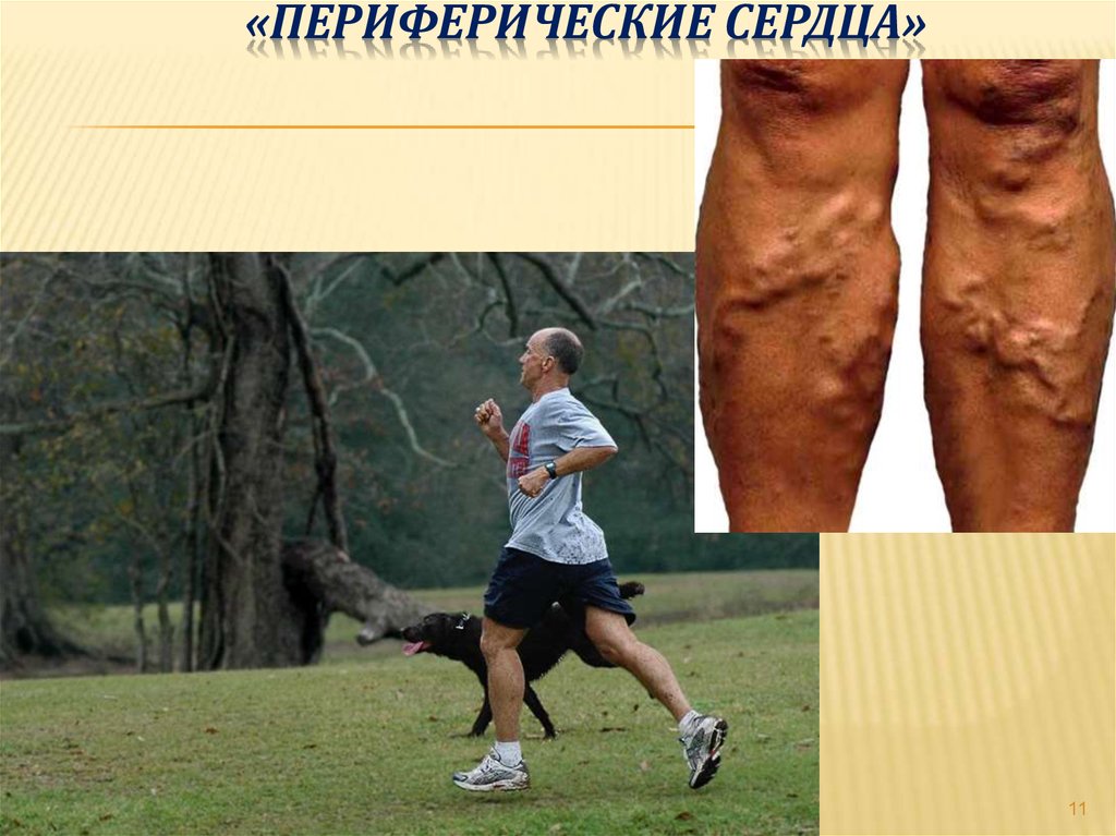 «Периферические сердца»