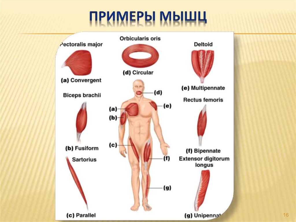 Примеры мышц. Красные мышцы примеры. Примеры мышечной. Примеры мышечной информации.