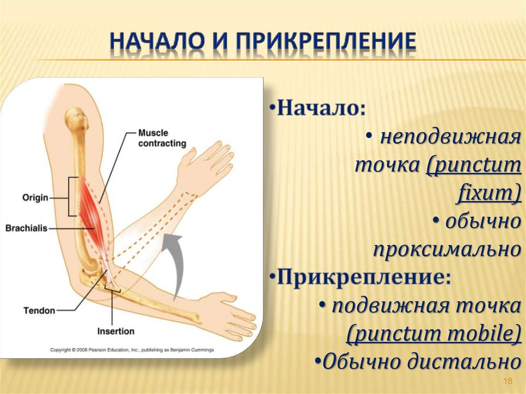 Начало и прикрепление