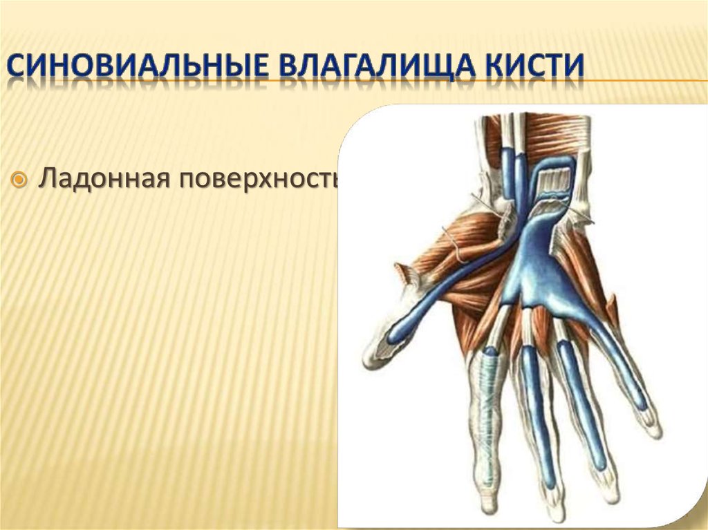 Синовиальные влагалища кисти