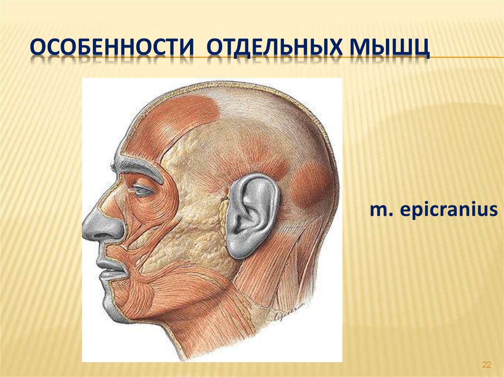 Особенности отдельных мышц
