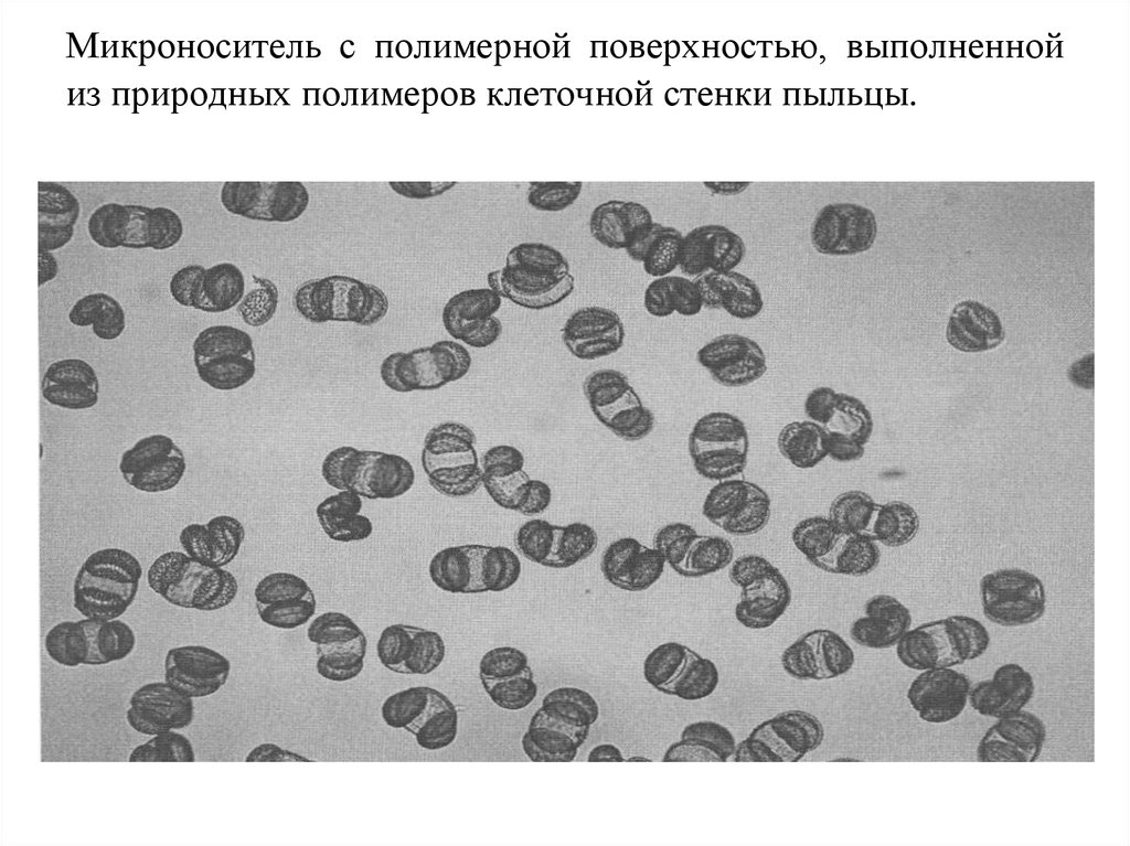 Полимер клетки. Клеточно-тканевые культуры животных. Микроносители для культивирования клеток. Культура клеток животных. Клеточно тканевые культуры животных картинки.