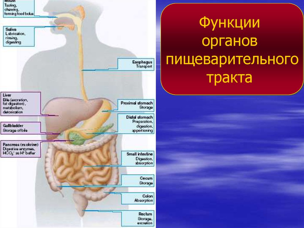 Тракт органы. Из каких частей состоит пищеварительный тракт. Функции органов ЖКТ. Функции органов пищеварительного тракта. Патофизиология системы пищеварения.