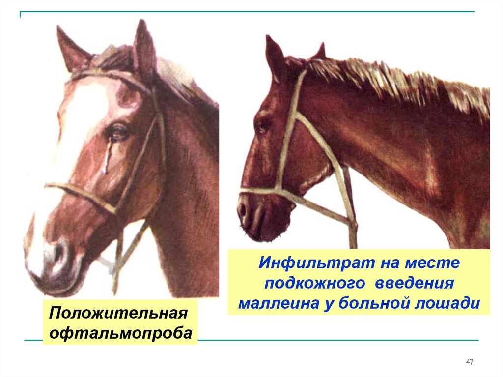 Мыт лошадей презентация