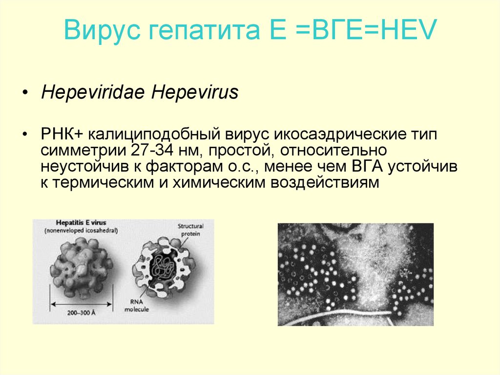 Новый вирусный гепатит. Вирусный гепатит е морфология. Структура вируса гепатита е. Вирусы гепатита е РНК. Гепатит е возбудитель инфекции.