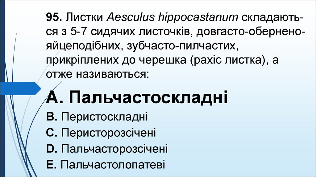 95. Листки Aesculus hippocastanum складають-ся з 5-7 сидячих листочкiв, довгасто-обернено-яйцеподiбних, зубчасто-пилчастих, прикрiплених до черешка (рахiс