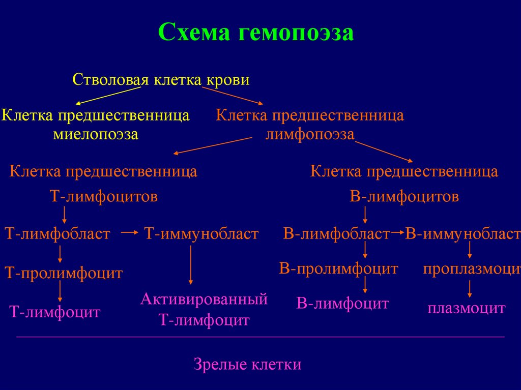 Схема гемопоэза включает классы