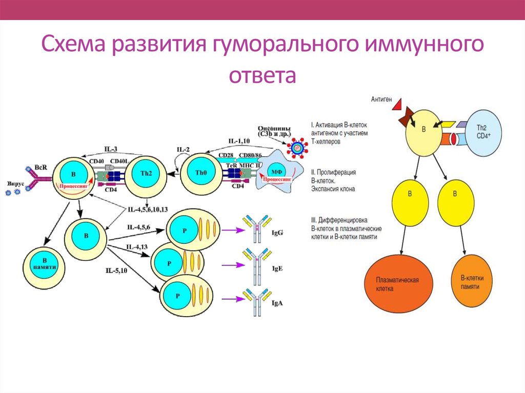 Эффекторные клетки т лимфоцитов. Гуморальный образование антител схема. Схема иммунного ответа гуморального типа. Первичный иммунный ответ иммунология схема. Схема реакций клеточного и гуморального иммунитета.