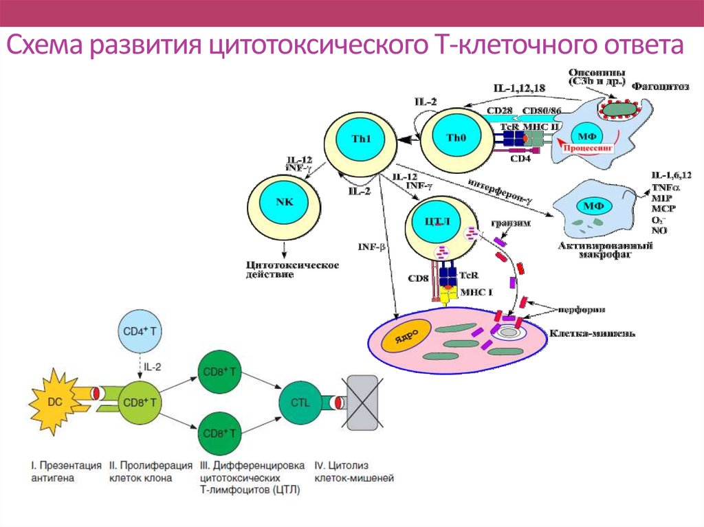 Иммунного е. Схема иммунного ответа клеточный иммунитет. Механизм клеточного иммунитета схема. Механизм клеточного иммунного ответа иммунология. Схема развития клеток иммунной системы.