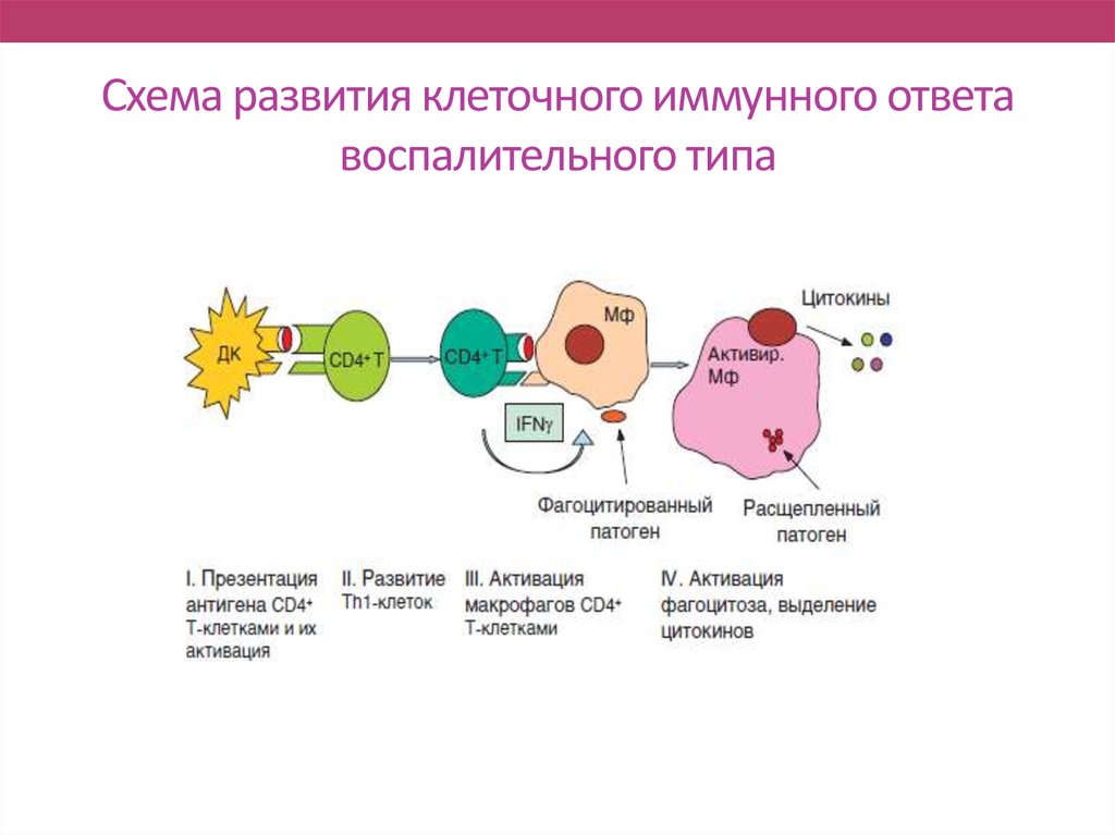 В реакциях иммунного ответа участвуют. Схема формирования иммунного ответа иммунология. Схема клеточного воспалительного иммунного ответа. Схема иммунного ответа гуморального типа. Схема развития воспалительного иммунного ответа.