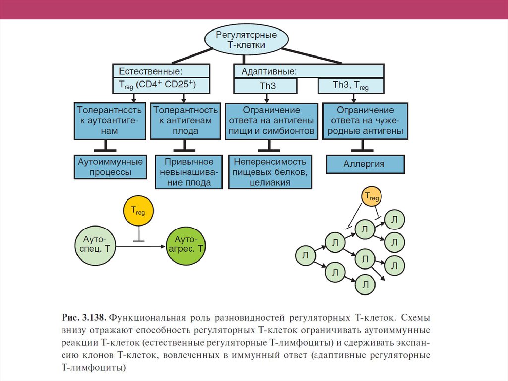 Естественный т. Th1 и th2 пути иммунного ответа. Основная функция регуляторных т-лимфоцитов. Основные регуляторные функции т-лимфоцитов. Регуляторные клетки функции.