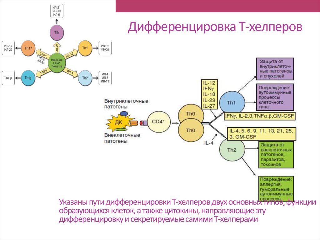 Иммунный ответ презентация