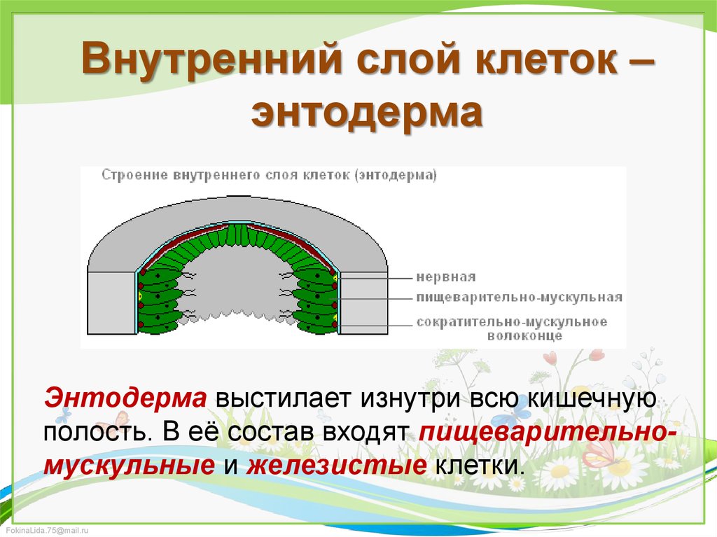 Эктодерма клетки слоя. Энтодерма. Внутренний слой клеток. Энтодерма внутренний слой. Пищеварительно мускульные клетки энтодермы.