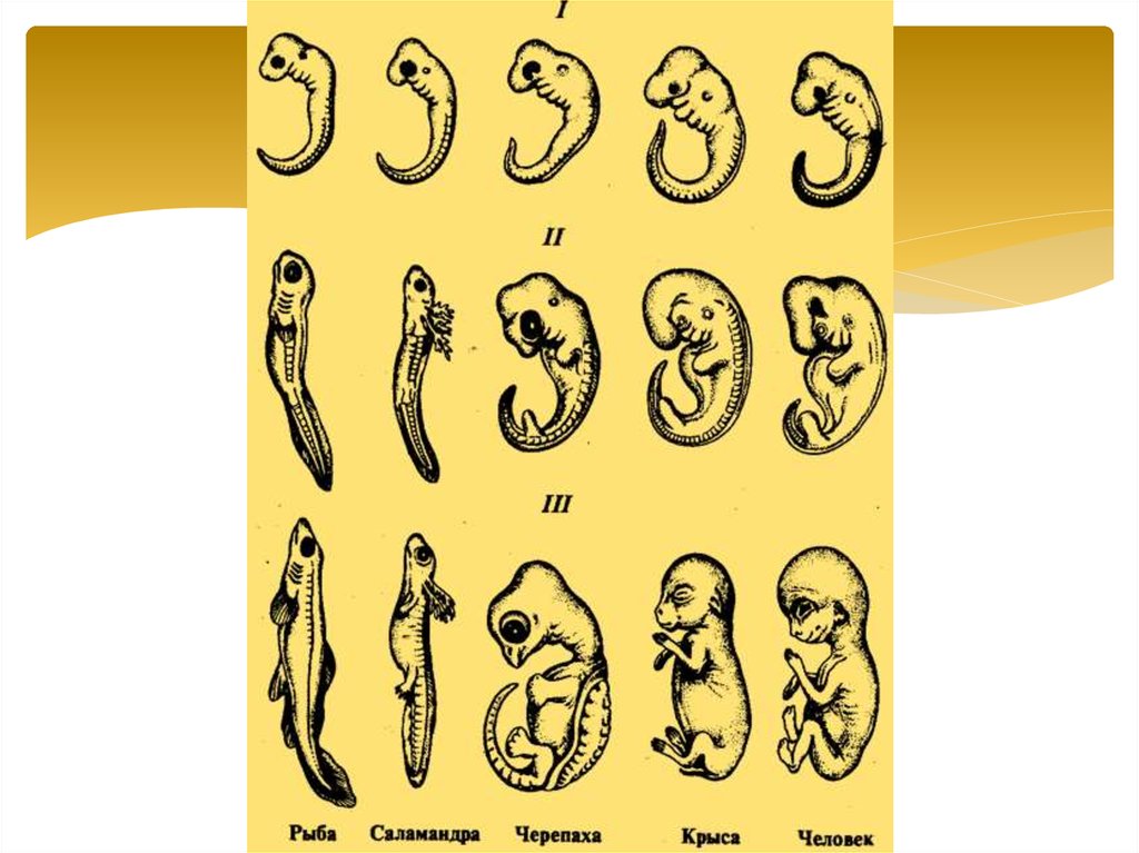 Сравните особенности размножения и развития позвоночных животных. Эмбриональное развитие зародышей позвоночных. Сходство зародышевого развития позвоночных животных. Выявление признаков сходства зародышей. Рис 168 зародышевое сходство.